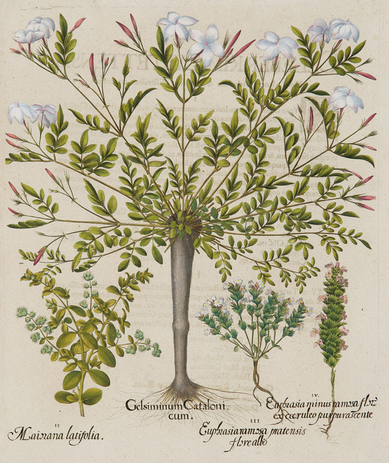 Basilius Besler. I. Gelsiminum Cataloni cum. II. Mainana latifolia. III. Euphasia ramsa prat