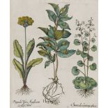 Basilius Besler. Primel/Schlüsselblume. I. Hippoglossum. II. Primula Veris Anglicana. III.