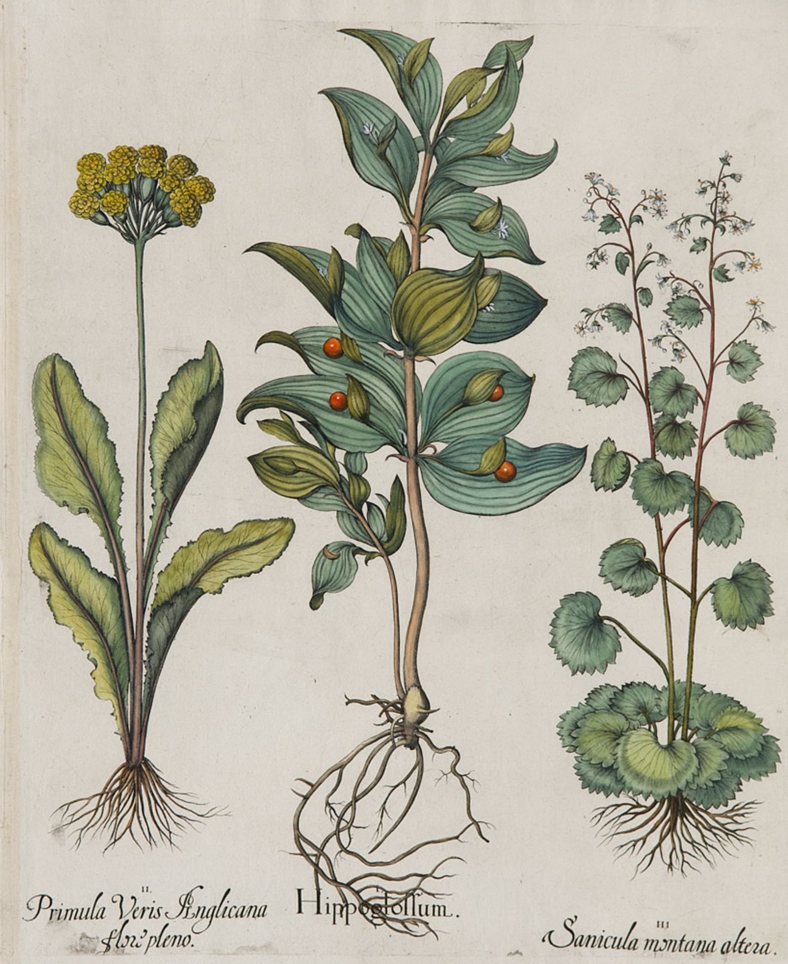 Basilius Besler. Primel/Schlüsselblume. I. Hippoglossum. II. Primula Veris Anglicana. III.