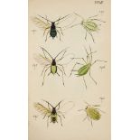 Zoologie - Entomologie - - Carl Ludwig