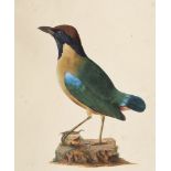 Ornithologie - - Johann Georg Wilhelm