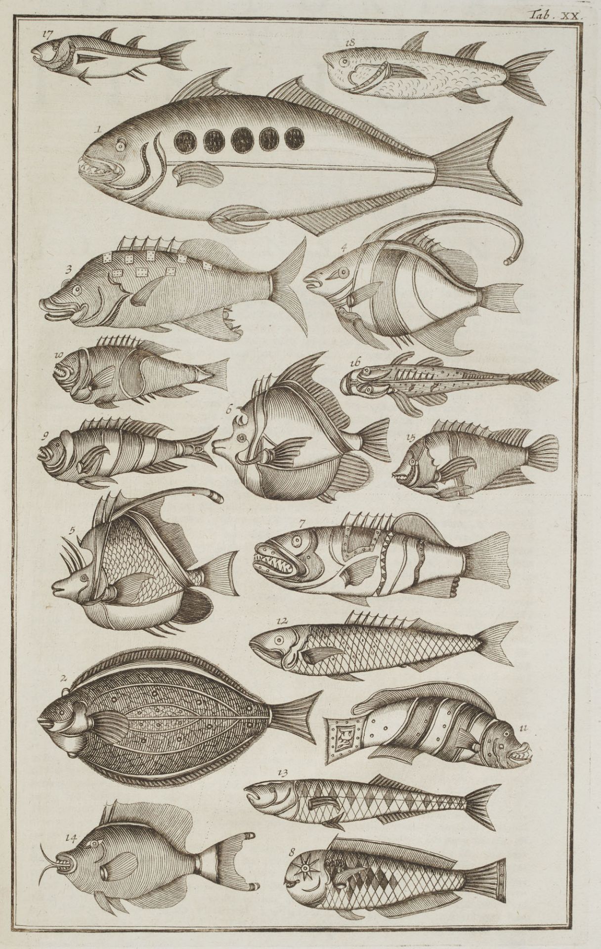 Zoologie - - Johannes Jonston. - Bild 2 aus 9