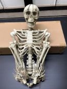 Halloween Themed Unused Decoration Skeleton 160cm