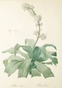 Pierre Joseph Redouté1759 St. Hubert - 1840 Paris - "Epidendrum Aloifolium" - Kupferstich. 5