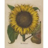 Basilius Besler Flos solis maior (Gemeine oder Einjährige Sonnenblume). Kolorierter Kupferstich