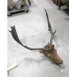 Taxidermy stag's head