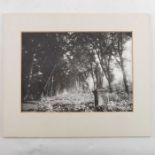 Attributed to Eugene Atget (1857-1927), Photograph of the Parc De Sceaux, Paris