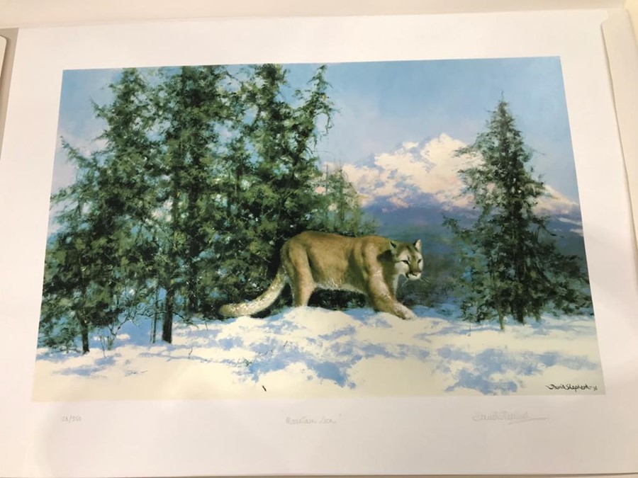 David Shepherd CBE, FRSA, FGRA (British, 1931 - 2017) Mountain lion signed L.R, No.26/350, colour pr