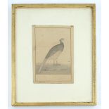 Indian school (20th century), ornithological study