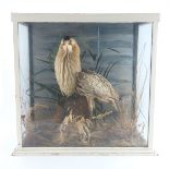 Late Victorian Taxidermy, a Bittern, mounted in a naturalistic setting with grass and moss, in