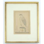 Indian school (20th century) study of a falcon on