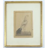 Indian school (20th century), ornithological study