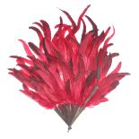 A vibrant red feather fan early 20th century, in shades of raspberry and deep red, some feathers str