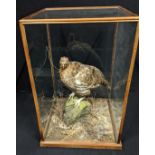 A taxidermy grouse within a glass case, H.48cm W.32cm D.32cm