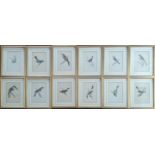 A collection of framed engravings of birds