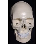 A human skull replica
