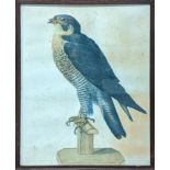 A late 19th/early 20th century water colour depicting a falcon, blind stamped E.S.K., H.51.cm W.