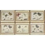 A collection of six 19th century watercolours of butterflies, dragonflies and insects