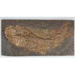 Fossiler Schlammfisch