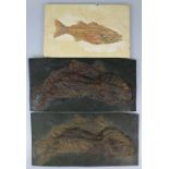 Fisch - Fossil und zwei Replika eines Schlammfisches
