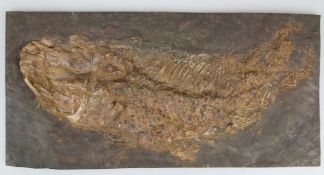 Fossiler Schlammfisch