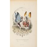 Varin, Amédée -Nus, E. und A. Meray.Les papillons. Métamorphoses terrestres des peuples de l'air.