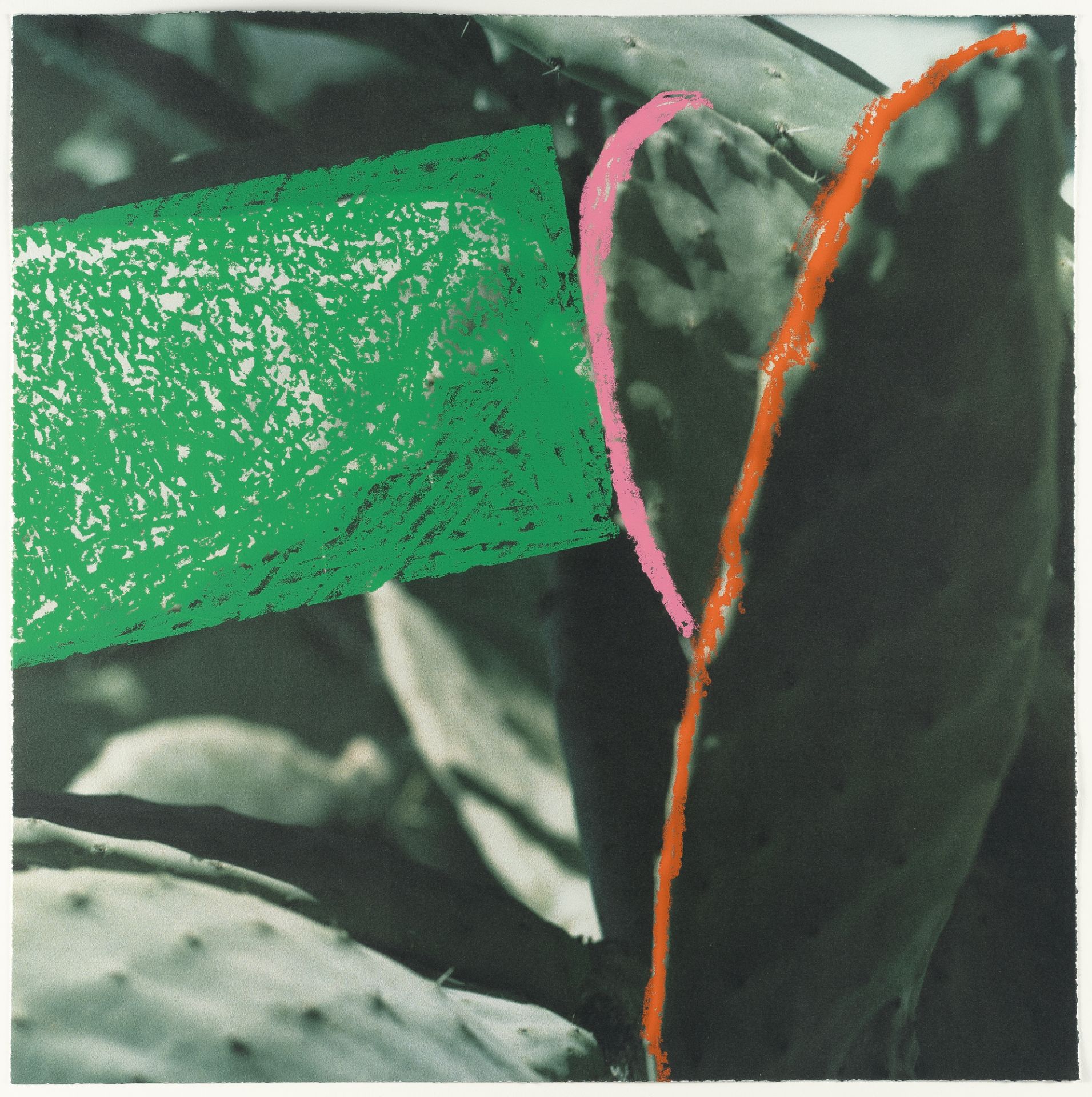 John Baldessari – Cactus (#4) aus: 2623 Third Street, Santa Monica - Bild 2 aus 3