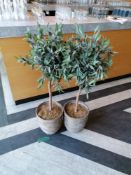 2 X Artificial Kalamata olive trees measuring 1.2 meters in hight (Please Note this Lot is only