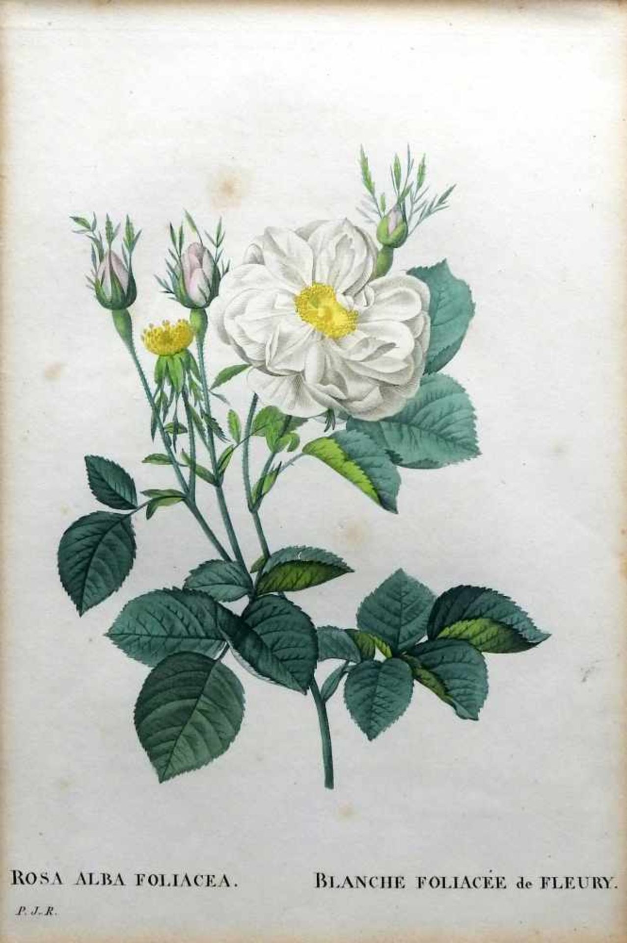 Les Roses, Alba-RosenKupferstiche/Papier. Zwei Tafeln mit weißen Bauernrosen aus dem - Bild 2 aus 3