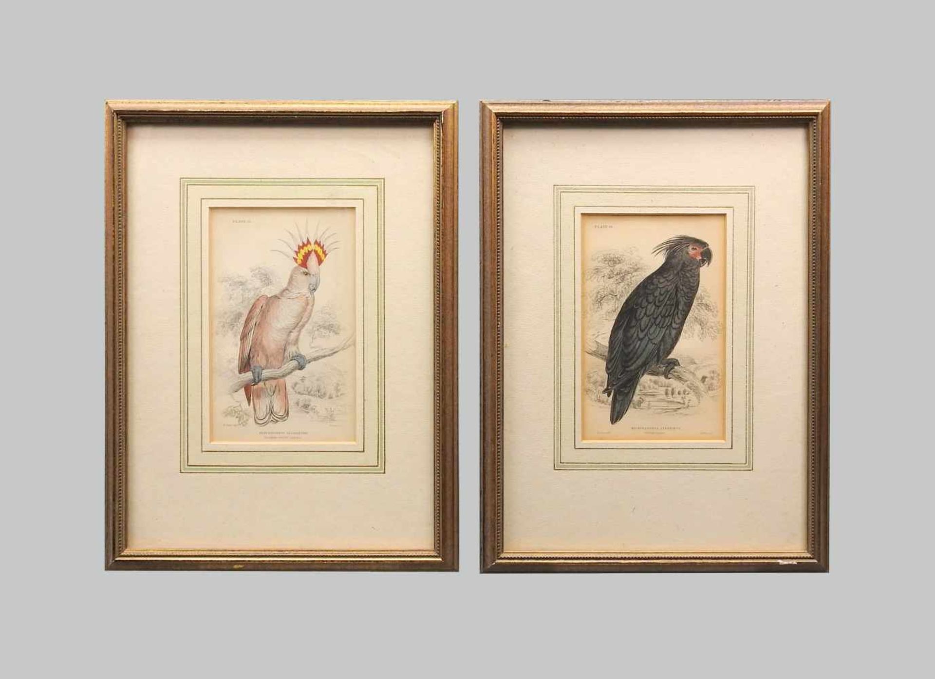 Ornithology, dreifarbiger Kakadu und PalmkakaduHandkolorierte Kupferstiche/Papier. Dar