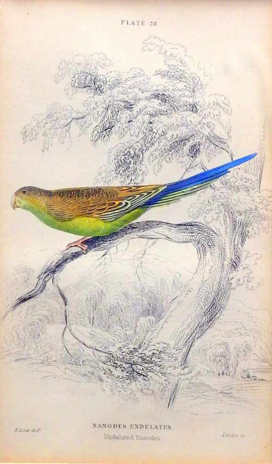 Ornithology, Gelbhaubenkakadu und Nanodes SittichHandkolorierte Kupferstiche/Papier. D - Bild 3 aus 3