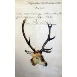 Studie eines HirschkopfesTusche/Aquarellzeichnung/Papier. Darstellung eines Hirsches,