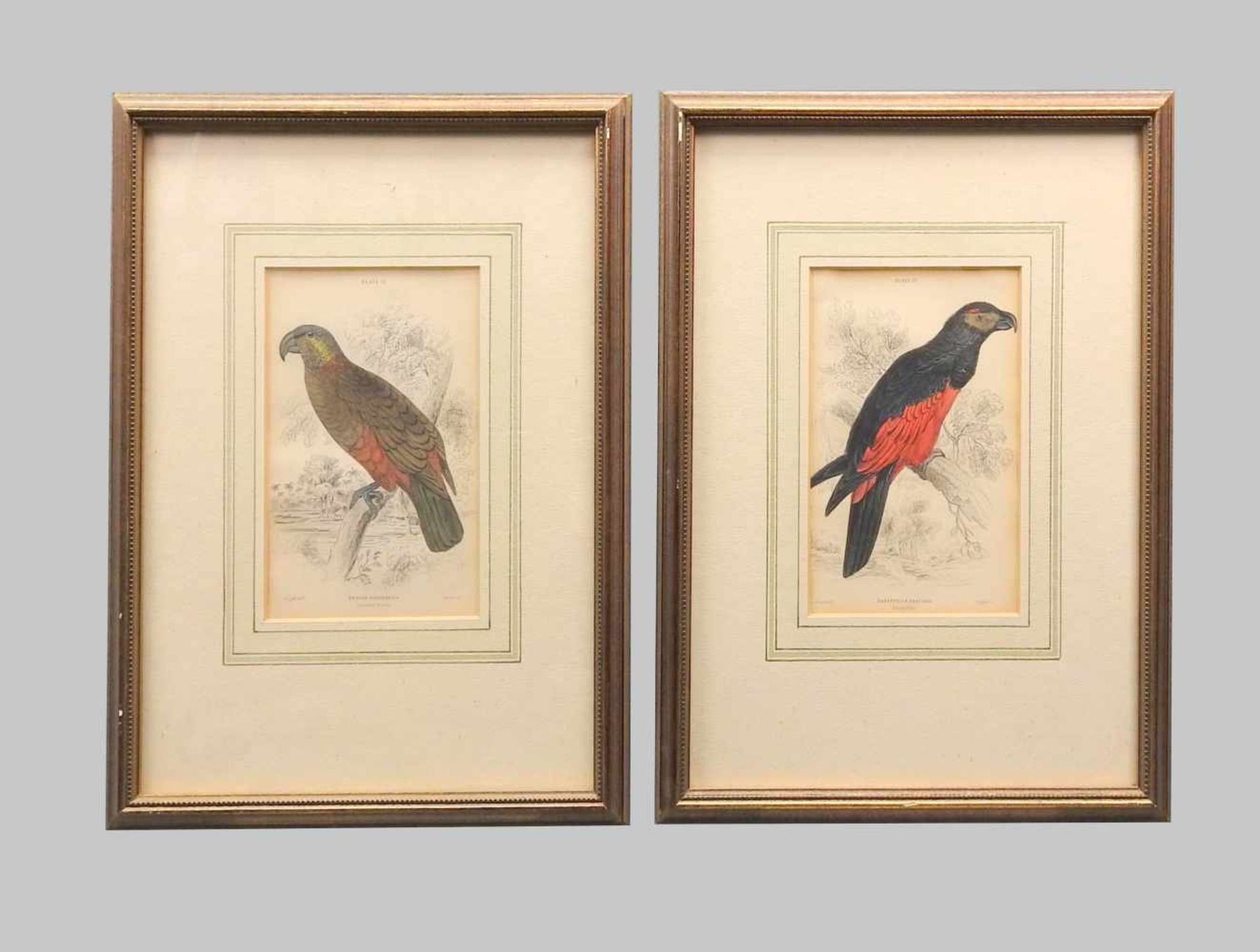 Ornithology, Nestorpapagei und australischer PapageiHandkolorierte Kupferstiche/Papier