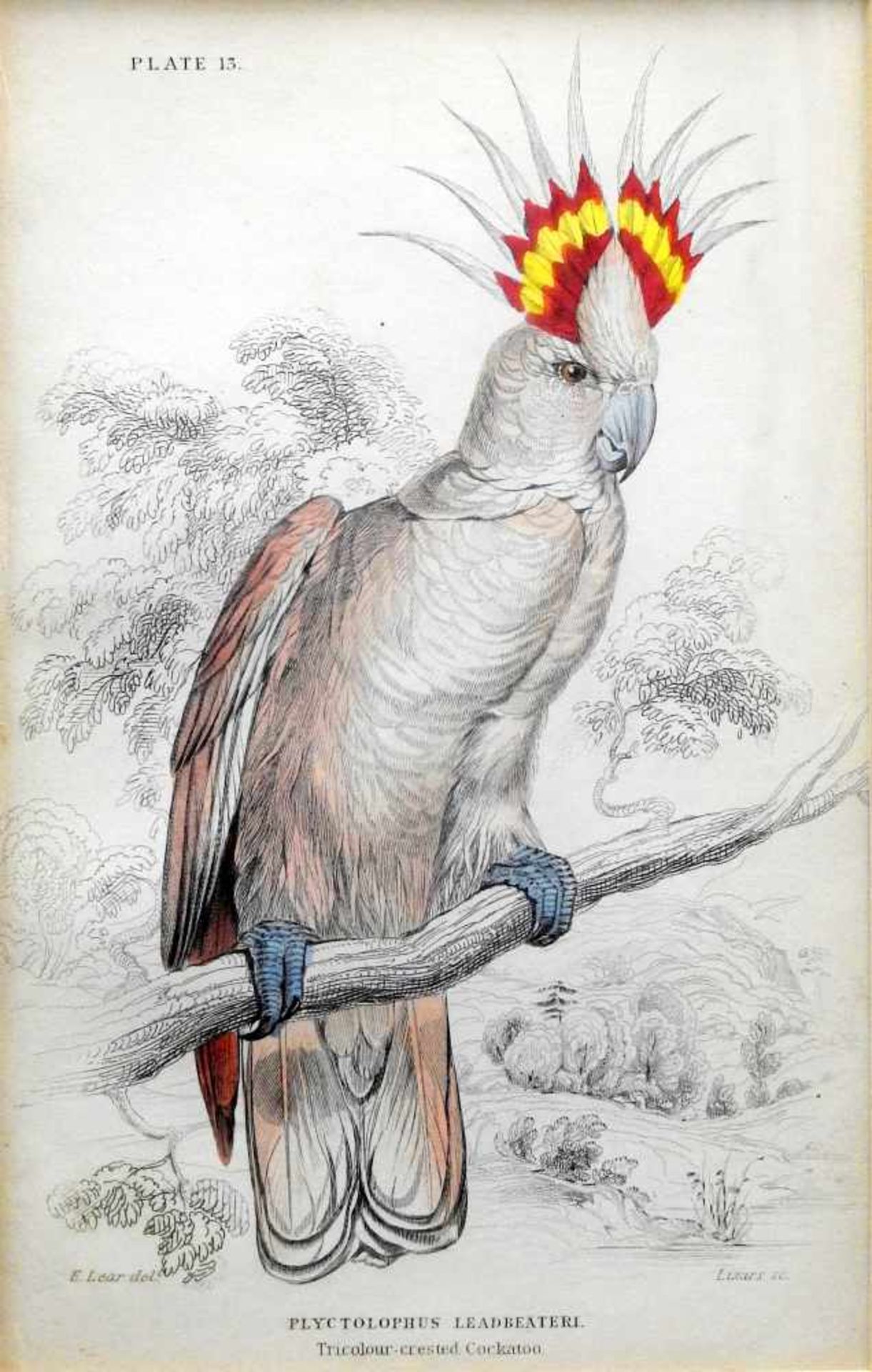 Ornithology, dreifarbiger Kakadu und PalmkakaduHandkolorierte Kupferstiche/Papier. Dar - Bild 3 aus 3