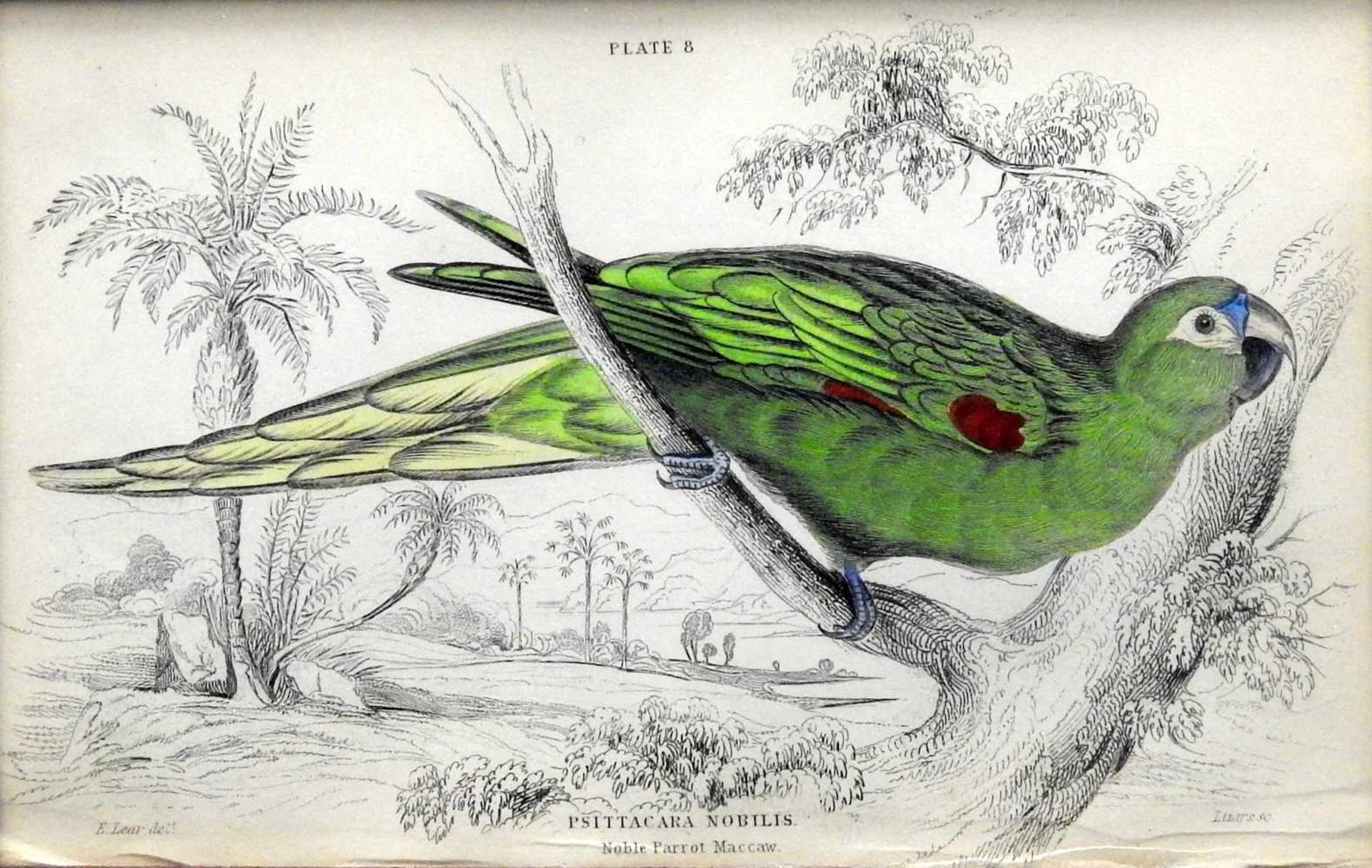 Ornithology, Blaustirn-ZwergaraHandkolorierte Kupferstich/Papier. Darstellung von Psit - Image 2 of 2