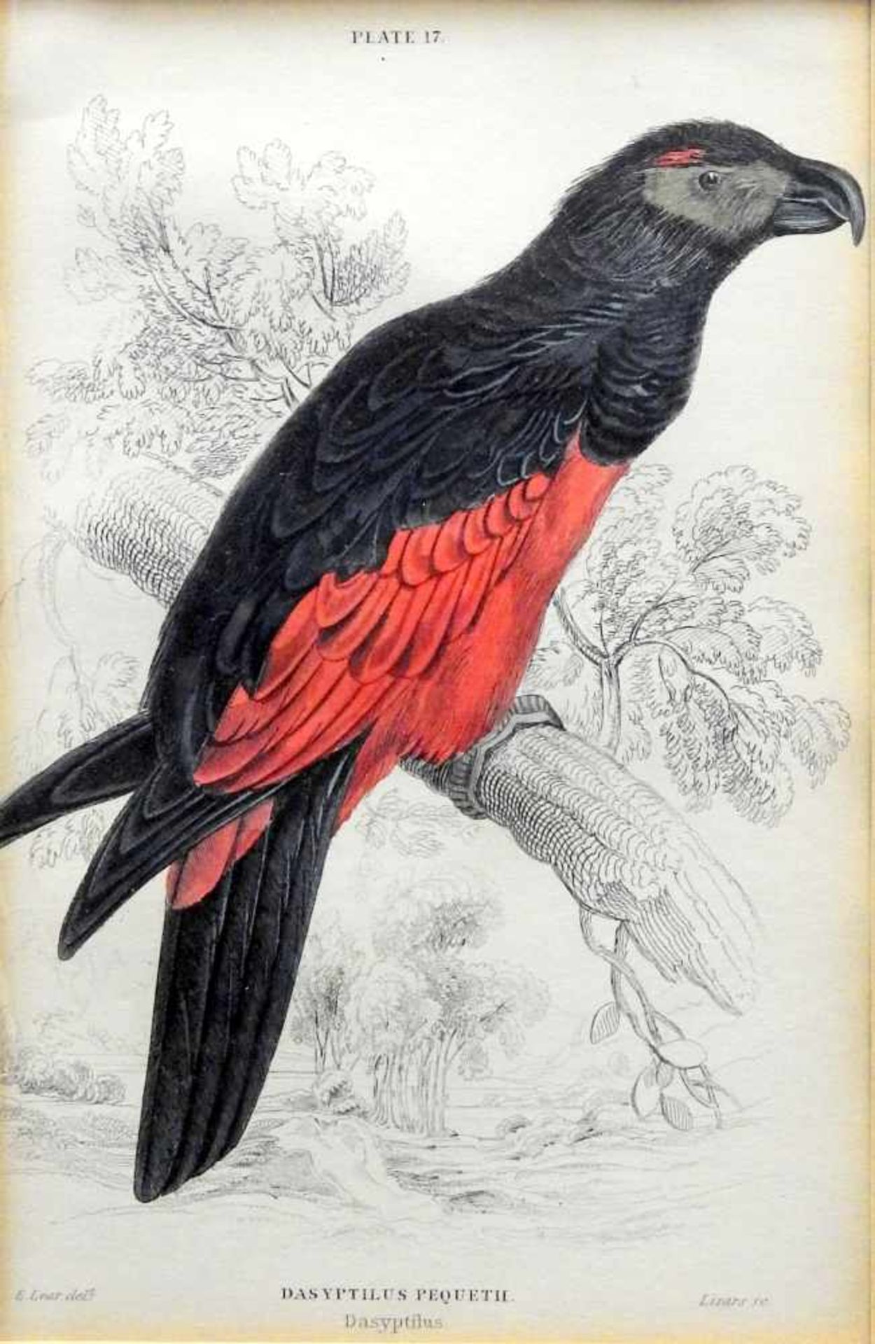 Ornithology, Nestorpapagei und australischer PapageiHandkolorierte Kupferstiche/Papier - Bild 2 aus 3