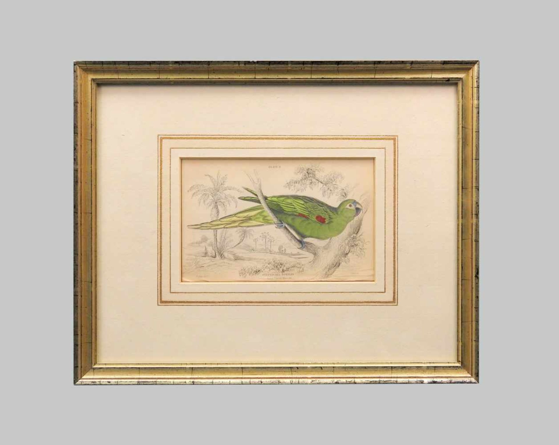 Ornithology, Blaustirn-ZwergaraHandkolorierte Kupferstich/Papier. Darstellung von Psit