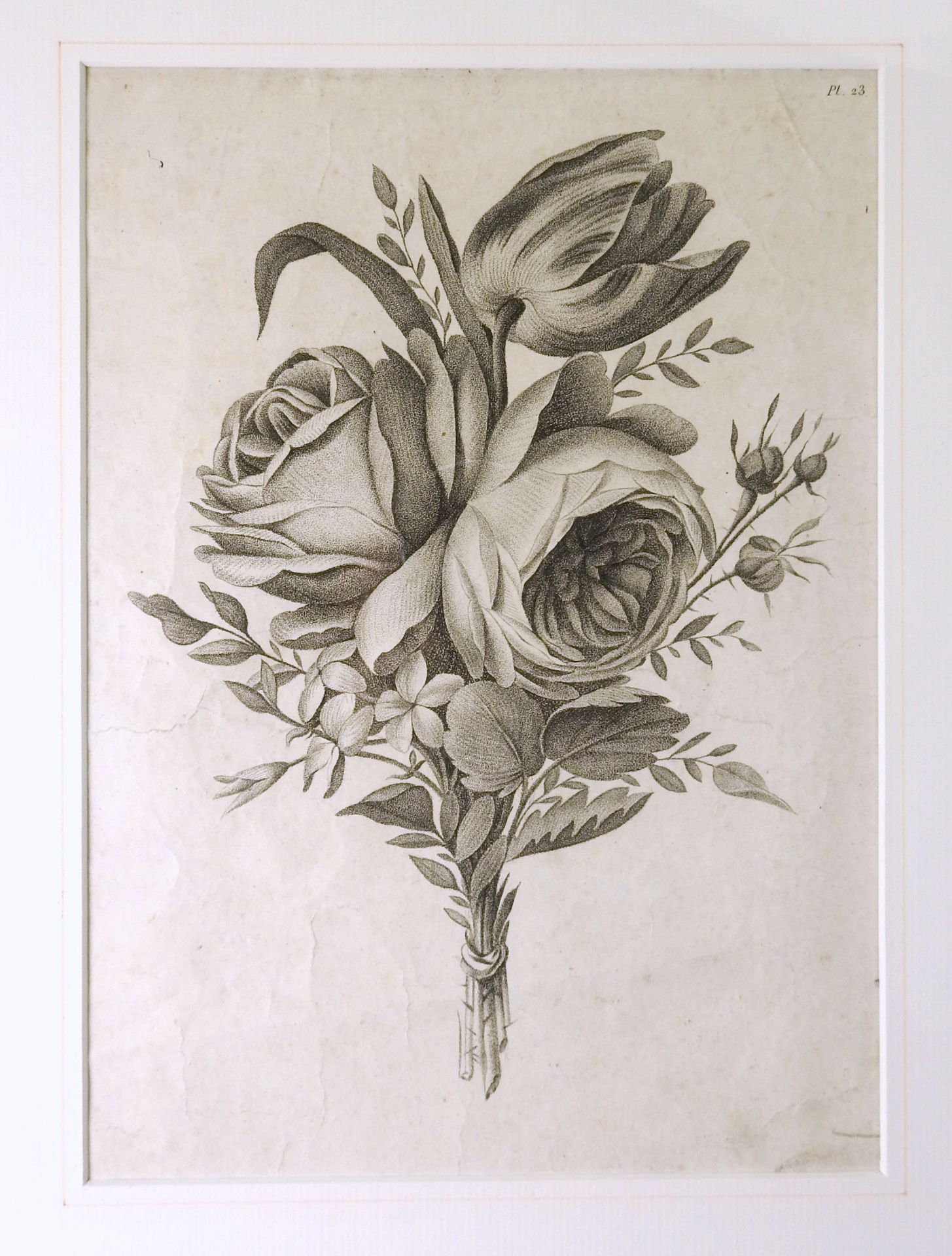 Sammlung von Blumen-Lithographien Lithographie/Papier. Darstellung von Tulpen-, Rosen- - Bild 4 aus 13