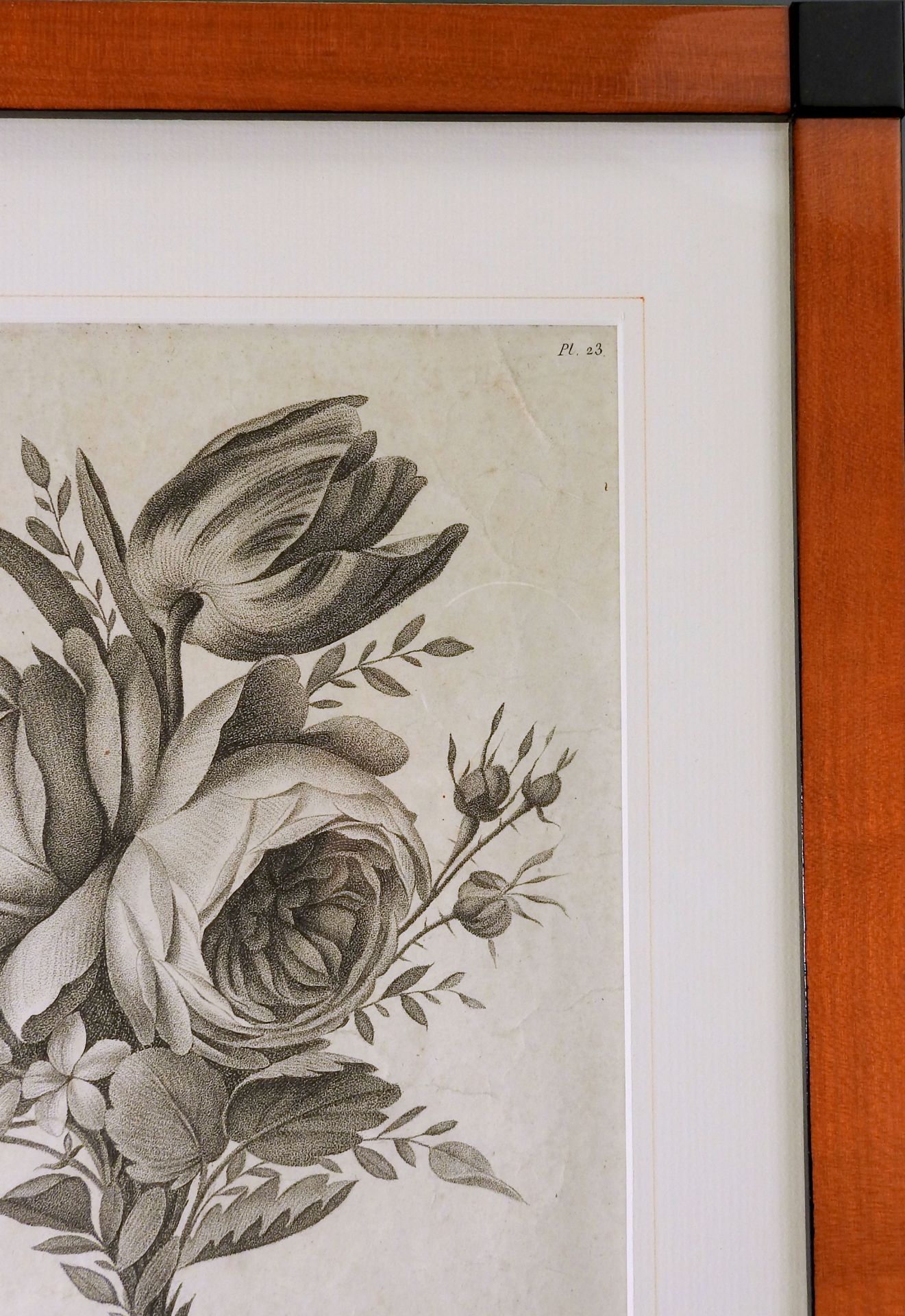 Sammlung von Blumen-Lithographien Lithographie/Papier. Darstellung von Tulpen-, Rosen- - Bild 12 aus 13