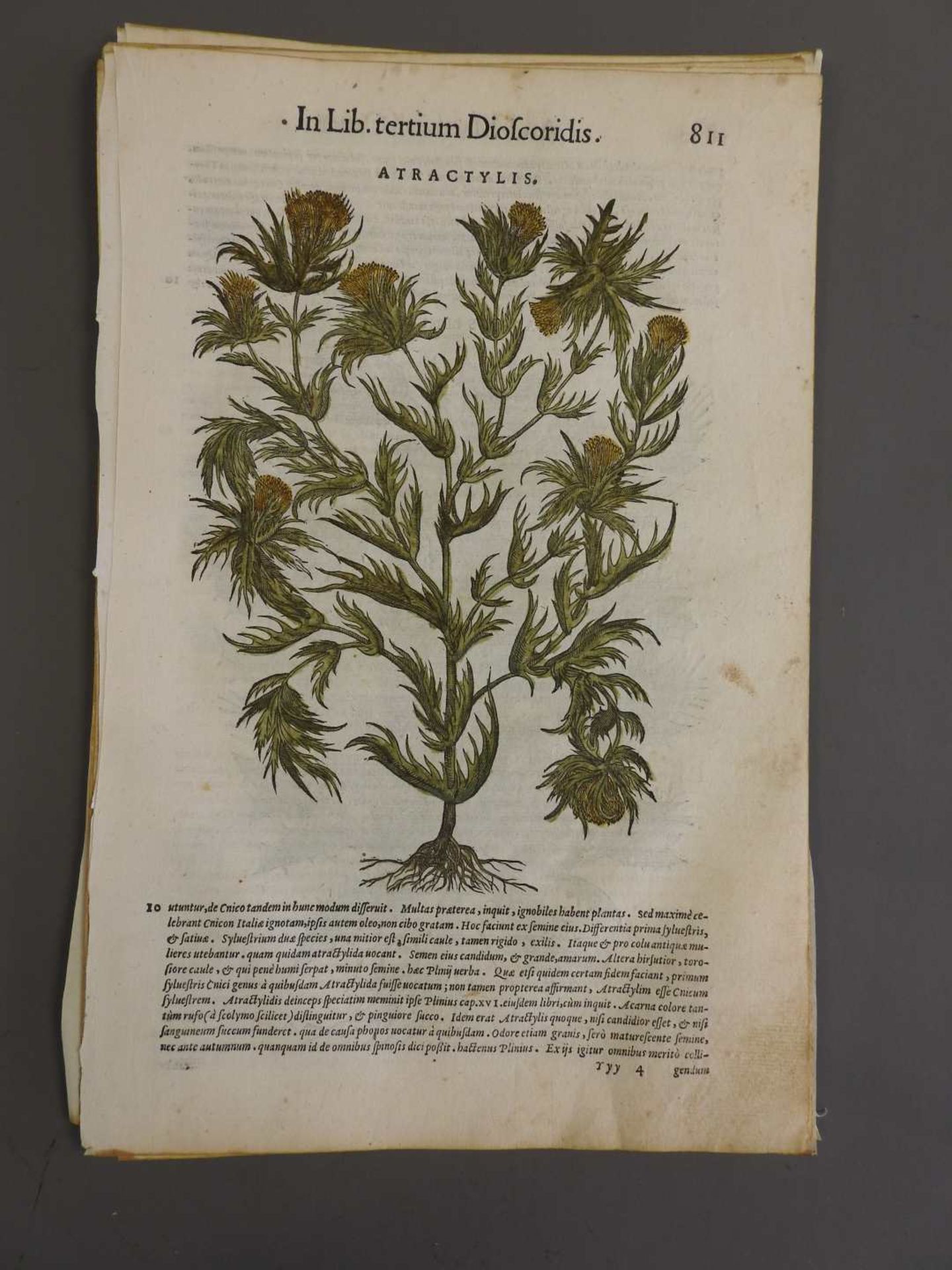 Pflanzenlithographien 34 einzelne Lithographien aus „Matthiolo Senensis Medici, Comm - Image 3 of 5