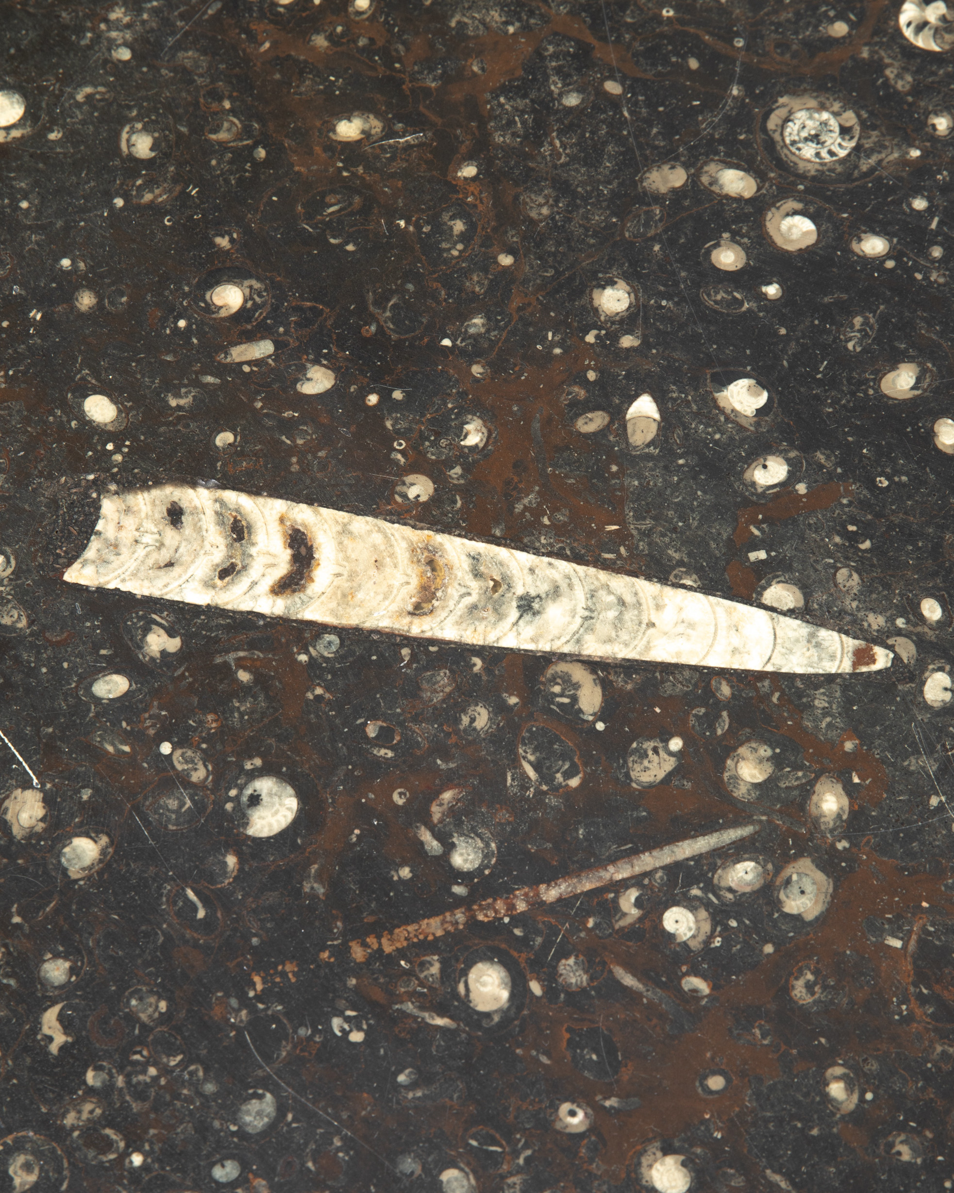 2 Ammonites Fossils Coffee Tables 1960/70s - Image 4 of 7