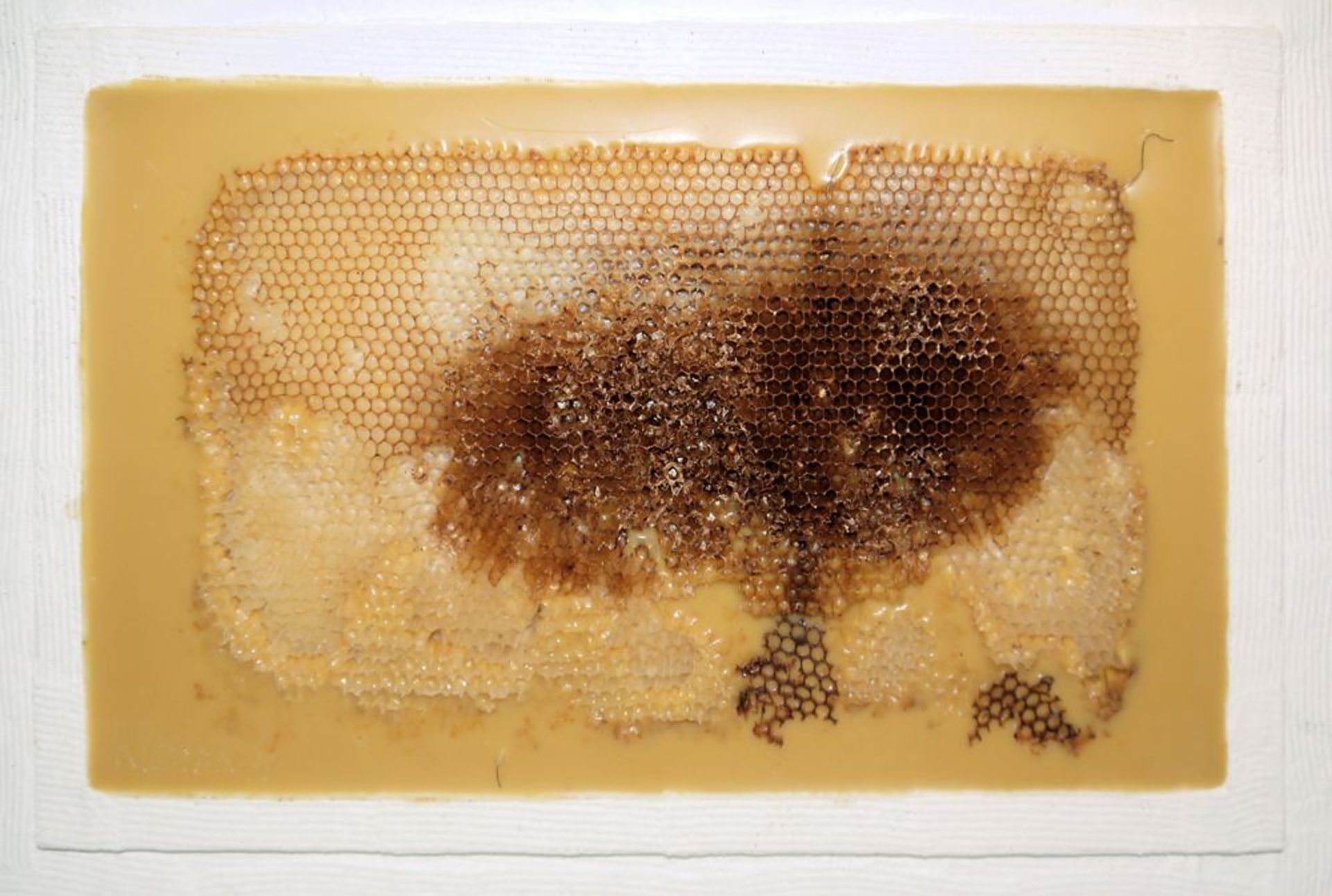 Johannes Metten, "Mutationen in Wachs", 2 signierte Wachs-Reliefs mit Bienenwaben von 1997 - Bild 5 aus 6