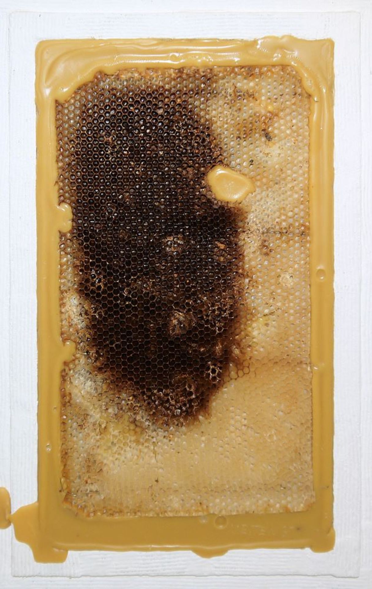 Johannes Metten, "Mutationen in Wachs", 2 signierte Wachs-Reliefs mit Bienenwaben von 1997 - Image 2 of 6