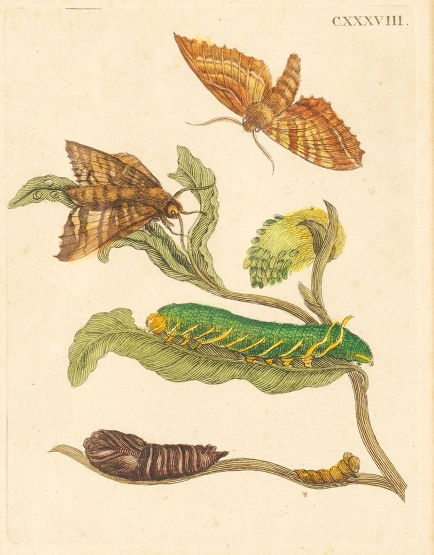 Merian, Maria Sibylla(1647 Frankfurt a. M. - 1717 Amsterdam) 8 Bll. Kupferstich, altkoloriert - Bild 7 aus 10