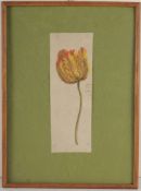 Unbekannt(Deutscher Maler, 19. Jh.) Tusche, Aquarell/ Papier. "Tulipia". L. braunfleckig, par