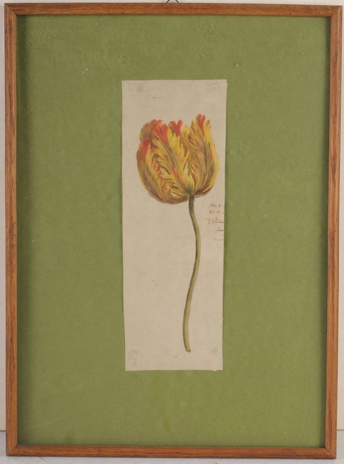 Unbekannt(Deutscher Maler, 19. Jh.) Tusche, Aquarell/ Papier. "Tulipia". L. braunfleckig, par