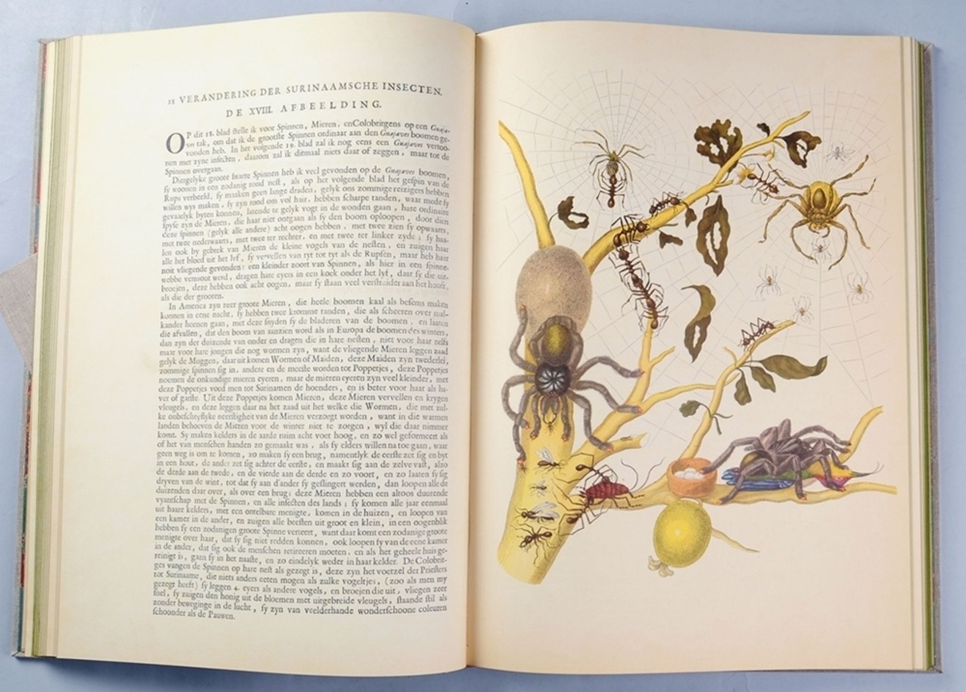 Merian, Sibylla Maria2-tlg. "Metamorphosis Insectorum Surinamensium". Faksimileausgabe mit Be - Bild 3 aus 3