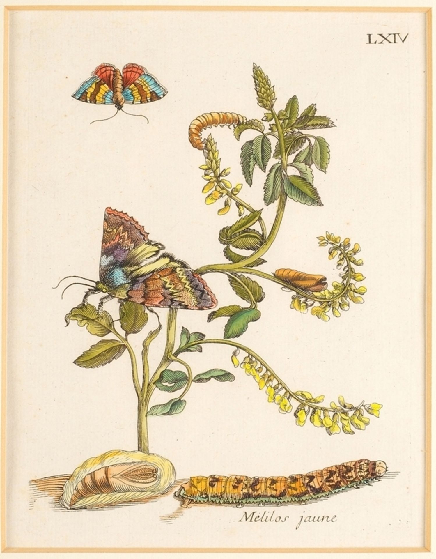 Merian, Maria Sibylla(1647 Frankfurt a. M. - 1717 Amsterdam) 8 Bll. Kupferstich, altkoloriert - Bild 9 aus 10