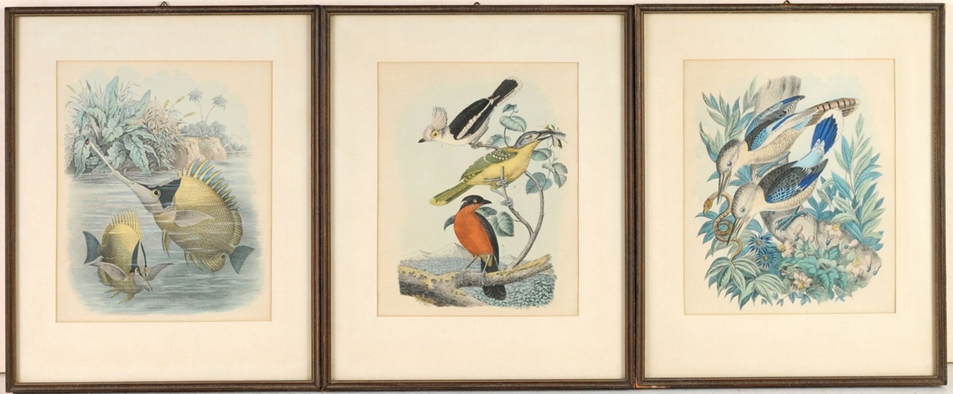 Unbekannt3 Bll. Farblithographien. Vögel und Fische. 19. Jh. Je 21,5 x 18 cm (Passepartoutau