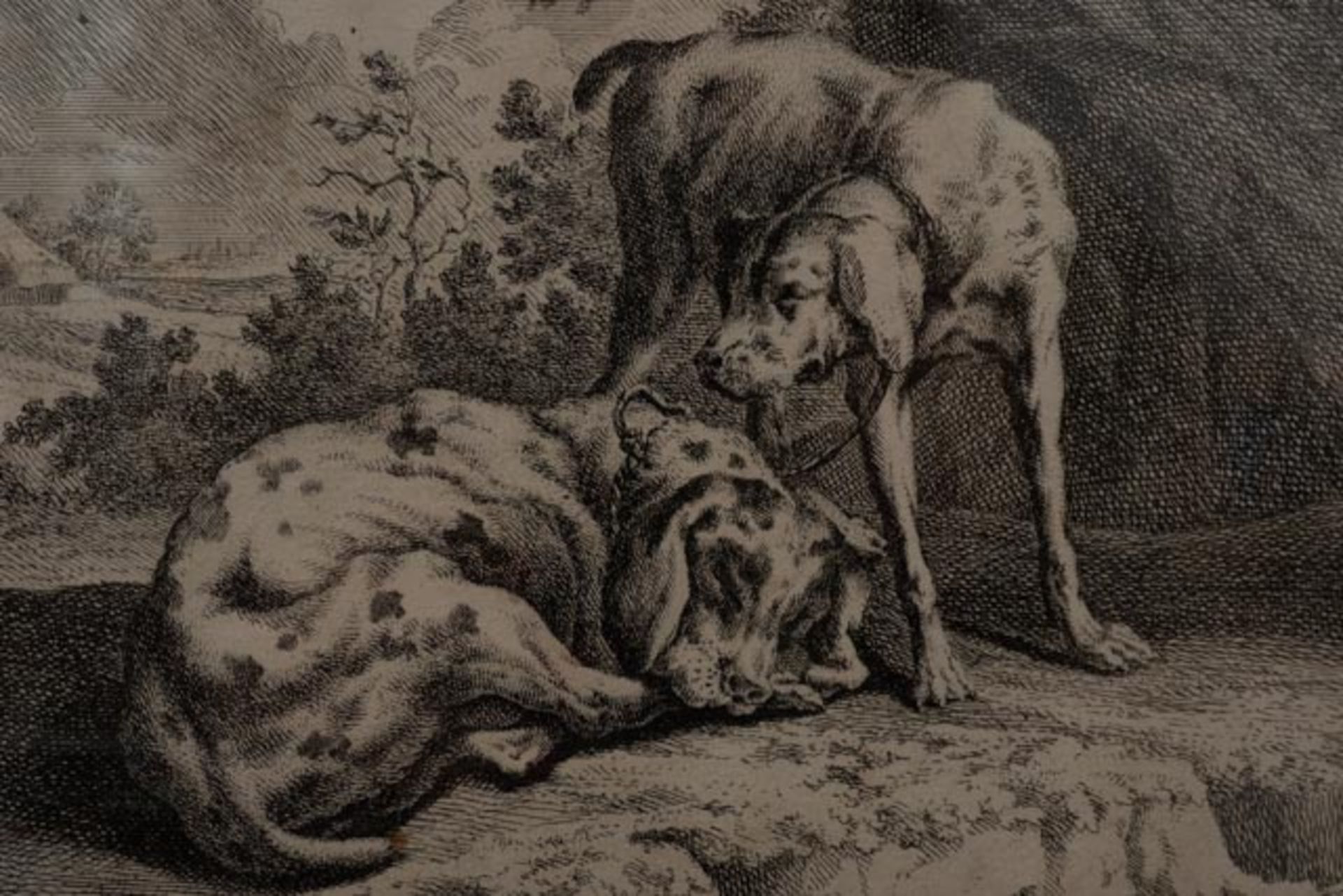 Ridinger Stich "Paar Hunde" - Image 4 of 5